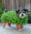 Chia pet dog costume best halloween costumes