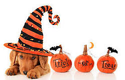 Halloween USA Safety - Pets